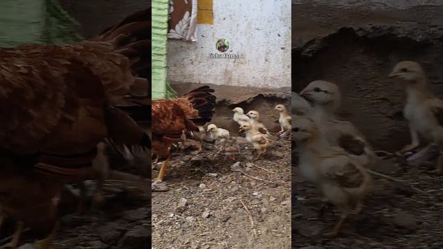మన కోడి పిల్లలకి ఎన్నిరోజులు అయిందో చూడండి #natukollu #bhimavaramjathikollu #chicken