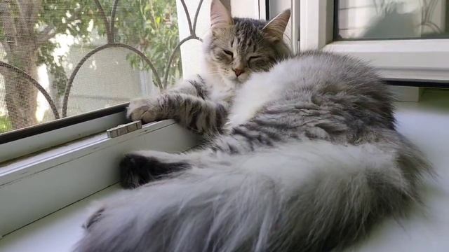 Кошка на окошке😺🥰🐾#кошкивидео #кошкирулят смотреть онлайн