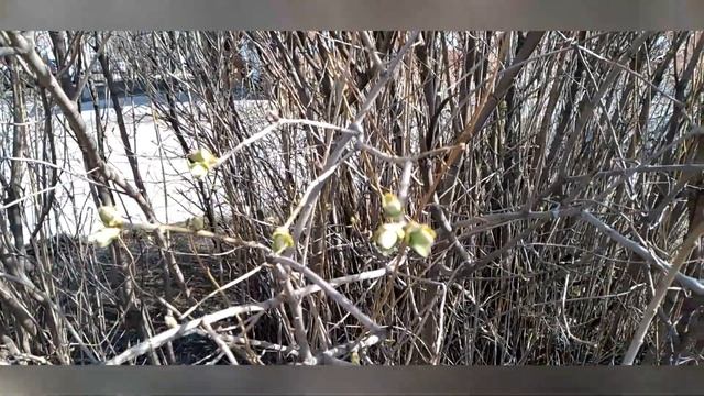 А у нас весна, а у вас? смотреть онлайн