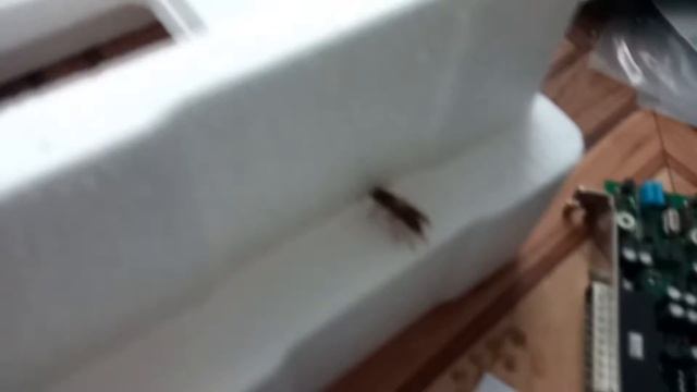 спасение котенка смотреть онлайн