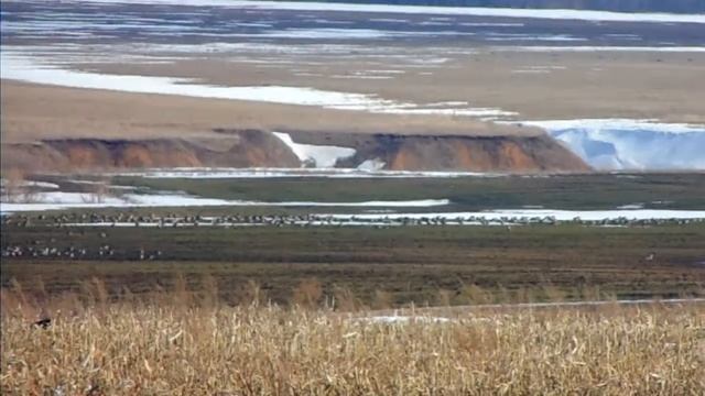 гуси 2017 смотреть онлайн