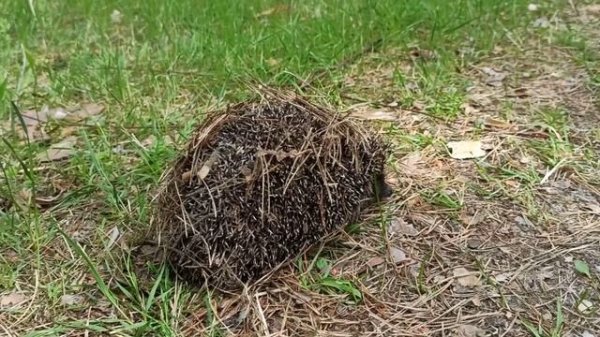 Ёжик в лесу. Рассматриваем его поближе. Очень милое видео.