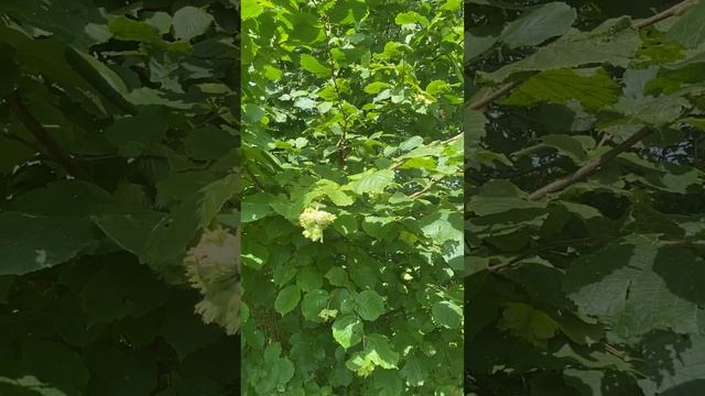 Фундук або ліщина ( Córylus Avellána ) у Вроцлаві