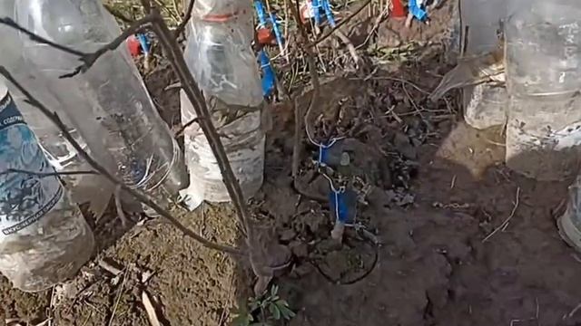 Прививки под бутылками. Есть ли разница? смотреть онлайн