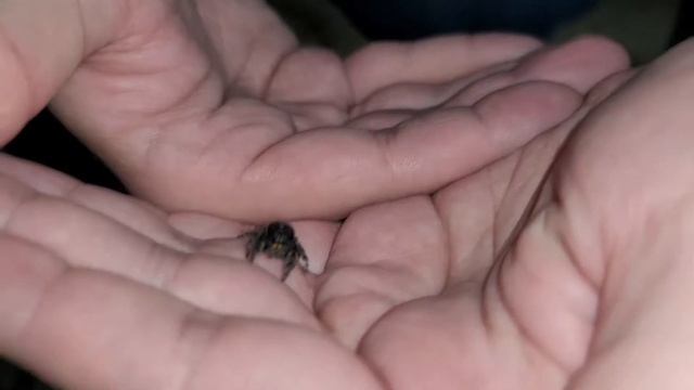Free Handling Jumping Spider смотреть онлайн