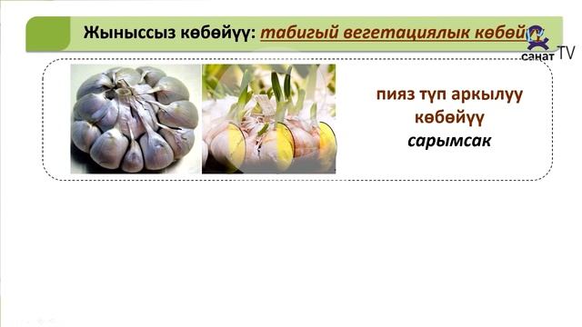 Ботаника 6 класс 22 сабак смотреть онлайн