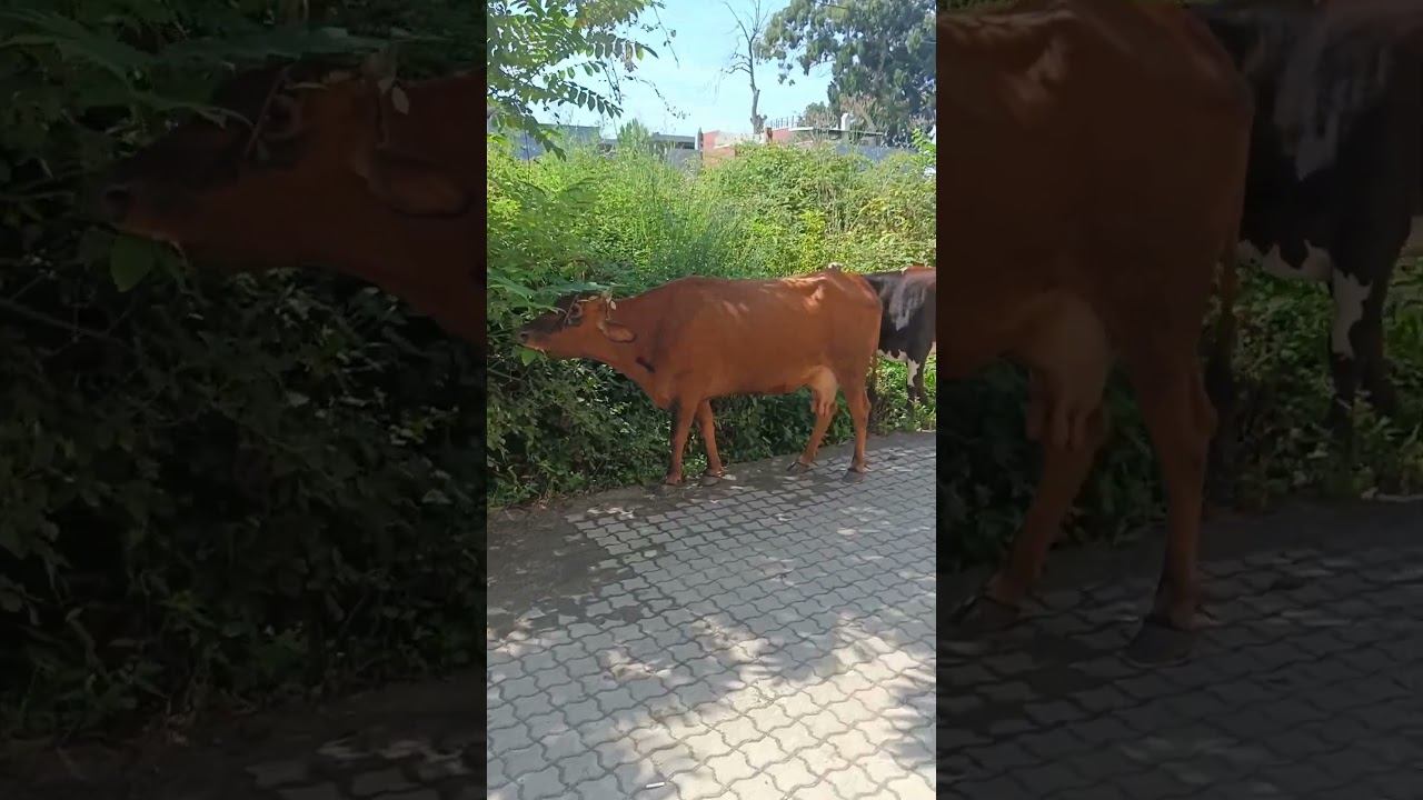 КОРОВЫ у моря ломают МАШИНЫ в Батуми #путешествия #животные #nature #чакви #shorts смотреть онлайн