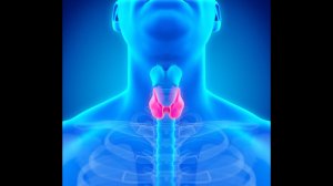 Связь щитовидной железы и опорно-двигательного аппарата. Связь с усвоением кальция и витамина Д.