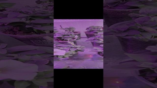 ЭВКАЛИПТ.ПЕРВЫЕ ВСХОДЫ СЕМЯН ЭВКАЛИПТА. смотреть онлайн