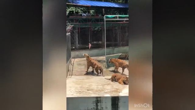 Sriracha tiger zoo | #thailand #pattaya #tigers #zoo смотреть онлайн