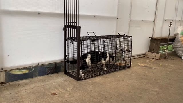 Живоловушка, котоловка, собакаловка смотреть онлайн