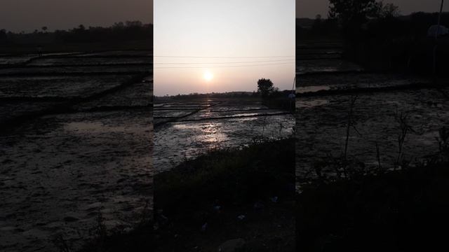 Рисовые поля в Индии. Rice fields in India смотреть онлайн
