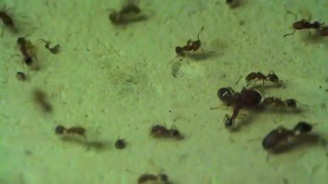 Мои муравьи- Pheidole pieli.-не всех пускают в бой смотреть онлайн