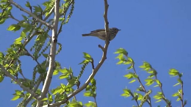 Птица на ветру поёт смотреть онлайн