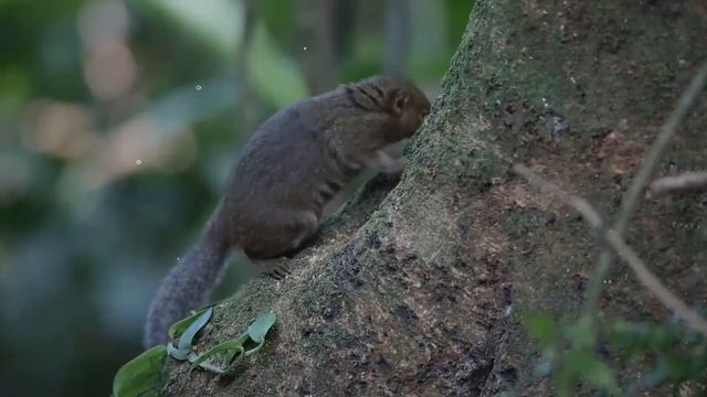 Treeshrews 🐀 Treeshrew facts 🐀 higher brain 🧠 to body mass ratio than any mammal смотреть онлайн