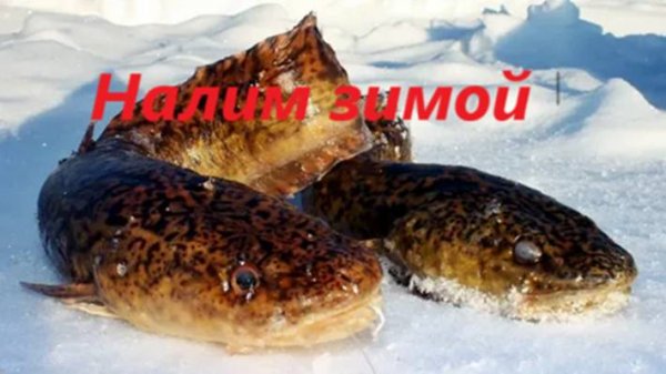 КАК ЛОВИТЬ НАЛИМА ЗИМОЙ? ГДЕ ЛОВИТЬ НАЛИМА ЗИМОЙ? ВРЕМЯ и НАЖИВКИ для ЛОВЛИ НАЛИМА