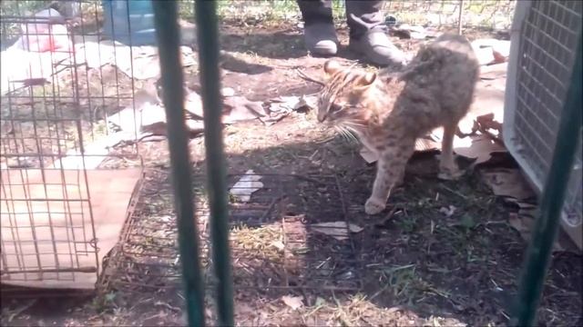 Лесные котята и собака нянька, первое знакомство. смотреть онлайн