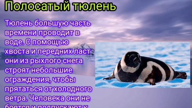 Животные Арктики.mp4 смотреть онлайн
