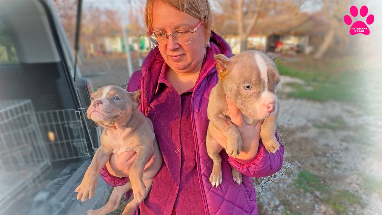 Теперь Гоша вместо Ани ездит с щенками по клиникам! Купировали уши и проверили сердце щенкам Милы. смотреть онлайн
