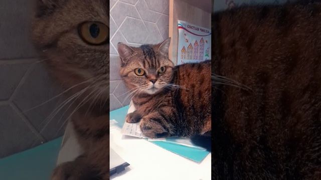 Кого моя кошка увидела? #кошка#жирнаяжопа#жиза#веселоевидео#надеюсьзалетит смотреть онлайн