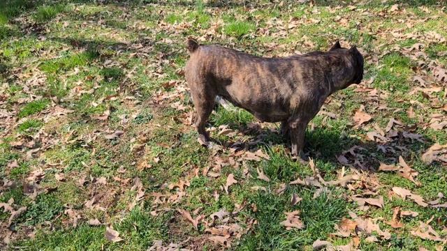 Cane Corso disciplines Bully puppy смотреть онлайн
