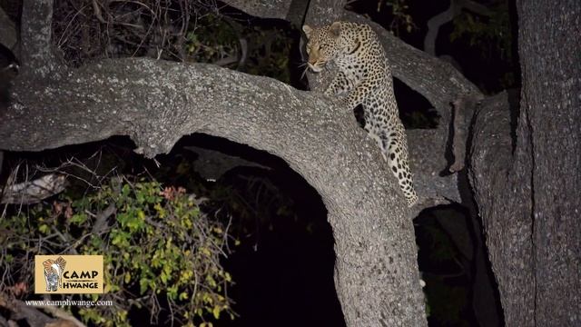 Camp Hwange Leopard with a Baboon kill смотреть онлайн