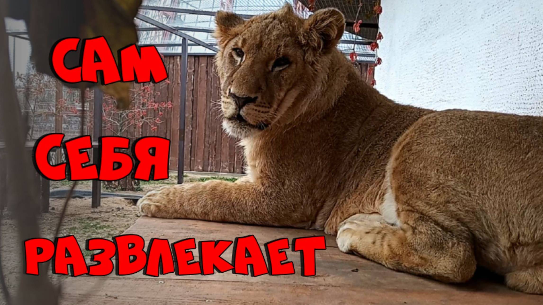 Как ШЕРХАН развлекает себя и посетителей в ноябрьский пасмурный день? (1 выпуск) смотреть онлайн