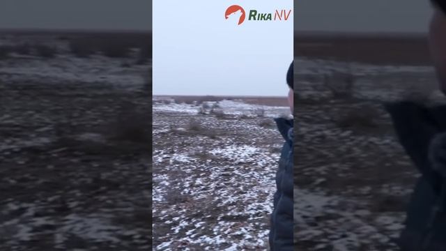 Охота на волка в Астраханской области! Попал по волку, но тот ушёл подранком #охота #волк #астрахан смотреть онлайн