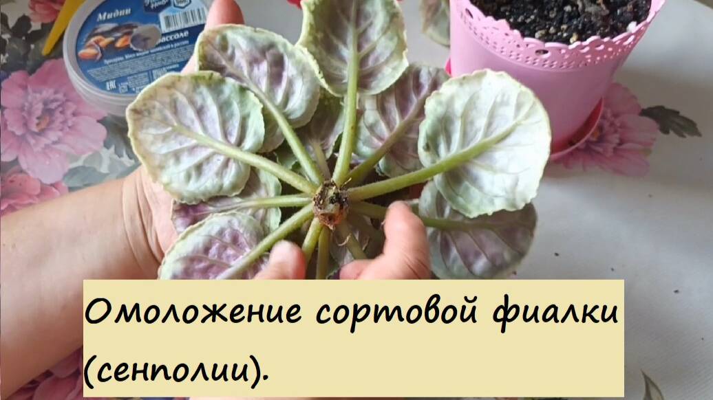 Омоложение сортовых фиалок (сенполий). Полный мастер-класс.