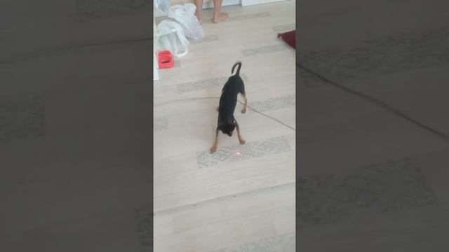 Лазер против собаки смотреть онлайн