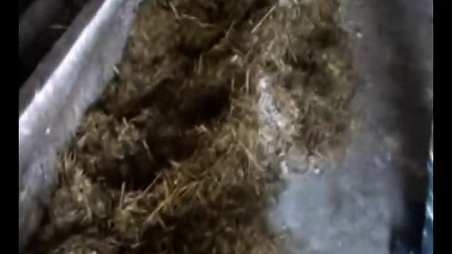 вирощування молодняка смотреть онлайн