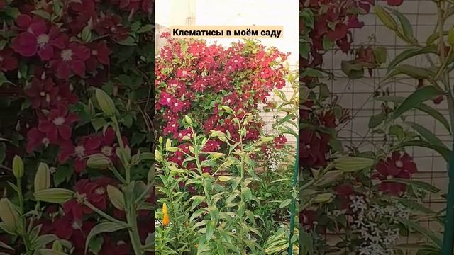 РОСКОШНЫЕ КЛЕМАТИСЫ УКРАШАЮТ МОЙ САД.
