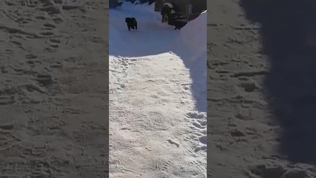 Щенки ВСЛ, Петра Дерюга. Жизни радуются.(1)