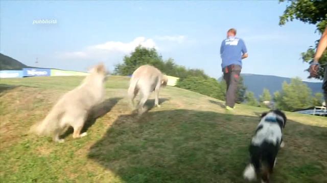 SANYPET FORZA 10 смотреть онлайн