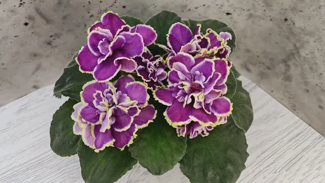 Фиалка ВаТ-Классический Вкус