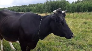 ГОВОРЯЩАЯ КОРОВА#  TALKING COW!!!