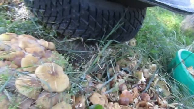 Грыбочки смотреть онлайн