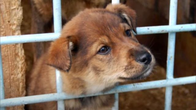 Щенок умолял забрать его из приюта. Его посадили на цепь и заперли!