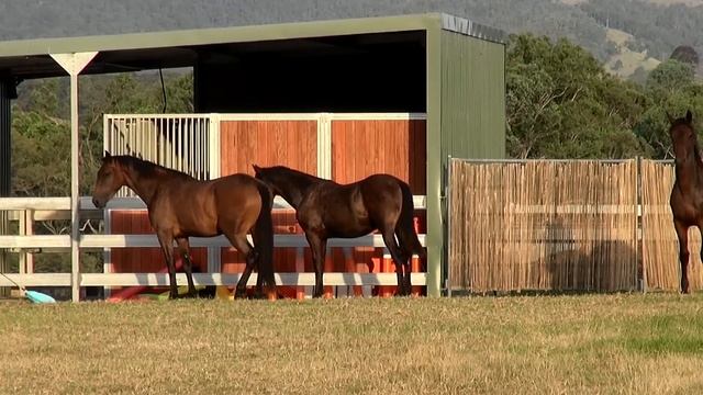 Tashkent Djohari, Tashkent Koelle and Taminga TK March 2015 смотреть онлайн