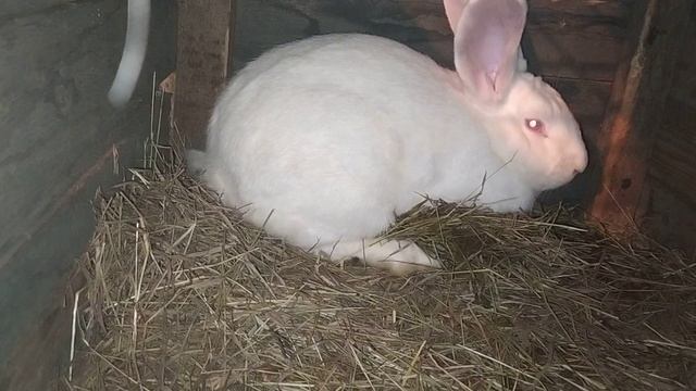 САМКИ ПРОХОЛОСТИЛИ! 5 ПРИЧИН ПОЧЕМУ САМКА НЕ ПОКРЫЛАСЬ!!!