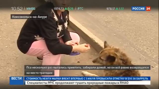 Про верность собаки. смотреть онлайн
