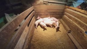 Был ЗИЛОВОДОМ стал СВИНОВОДОМ! Обустройство свинарника, заселение свиней в стайку!