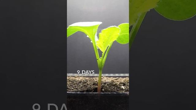 20 Days in 20 Seconds - Radish смотреть онлайн