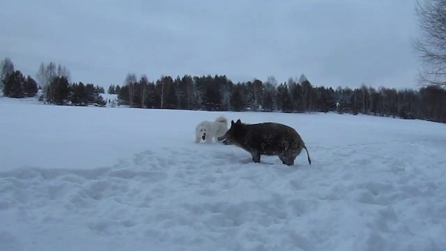 охота с лайкой на кабана смотреть онлайн