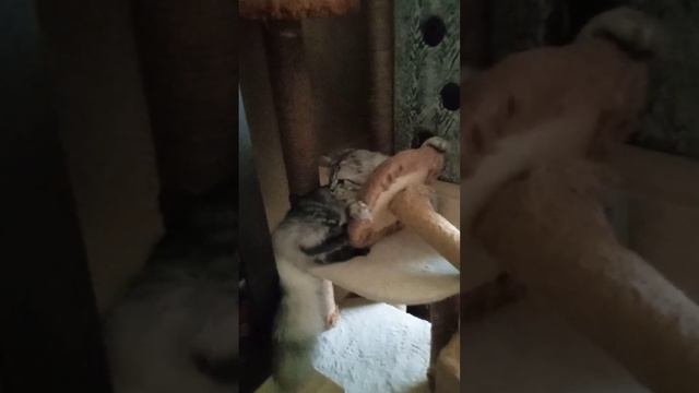 Всё пора худеть,сломался🙀🙀🙀 смотреть онлайн