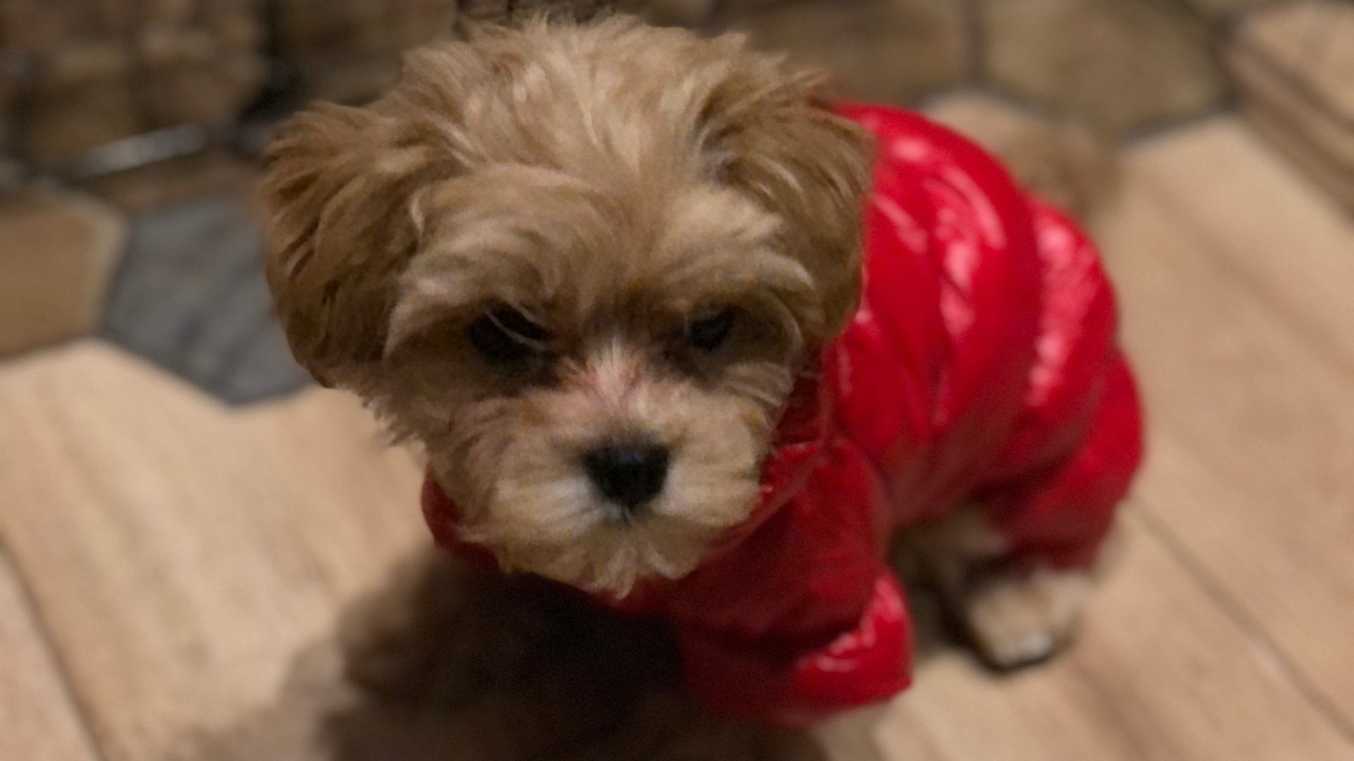 Рассказываю про канал и Мальтипу Пограничного пса смотреть онлайн