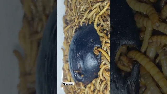10 000 Mealworms Vs Eggplant  4K  Time Lapse