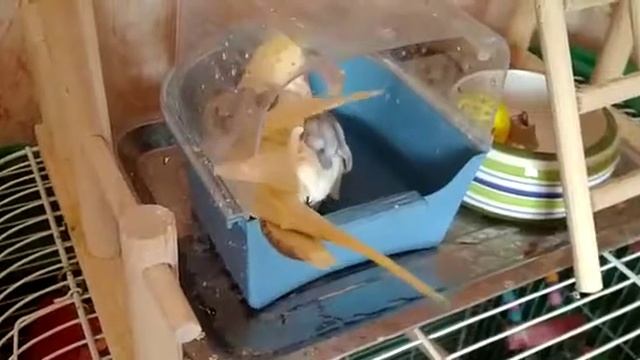 Попугай Корелла искупался / parrot corella смотреть онлайн