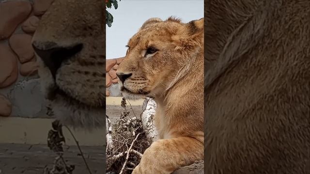 Кто такой красивый под рябинкой? Разговор с ШЕРХАНОМ. #тайган #шерхан #zoo #минск #shortvideo смотреть онлайн