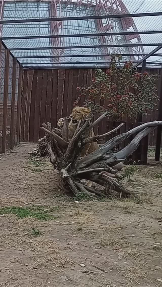А мы снова вместе. ШЕРХАН играет со мной в прятки. #тайган #шерхан #zoo #минск #shortvideo смотреть онлайн